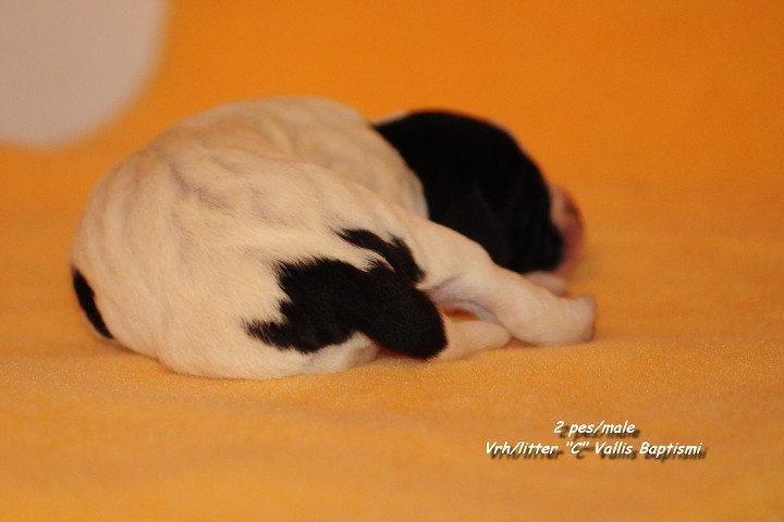 img00013.jpg