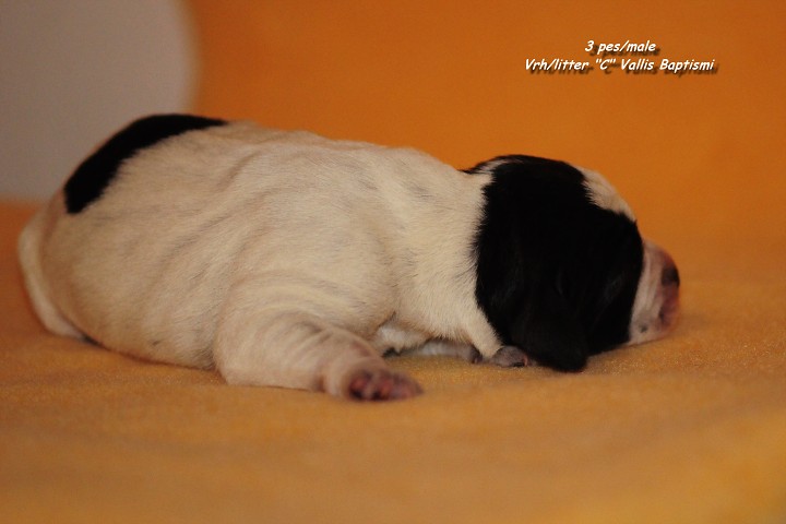 img00015.jpg