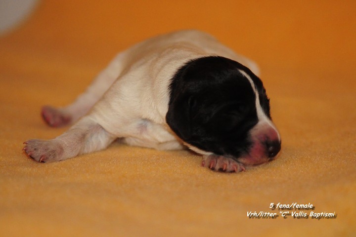 img00019.jpg