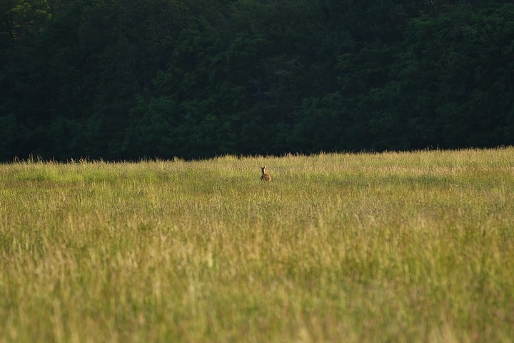 img00003.jpg