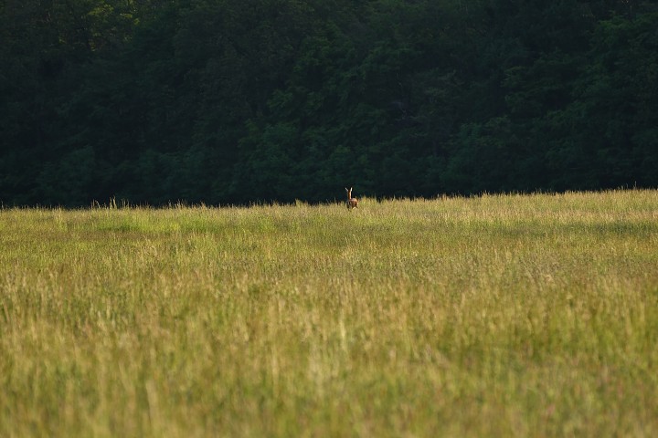img00004.jpg