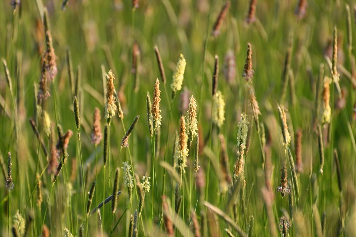 img00006.jpg
