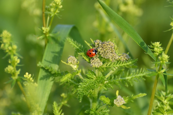 img00014.jpg