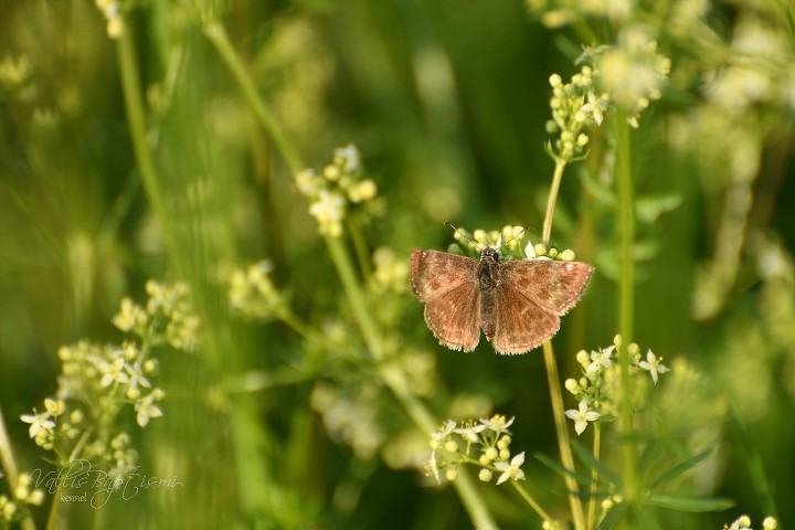img00015.jpg