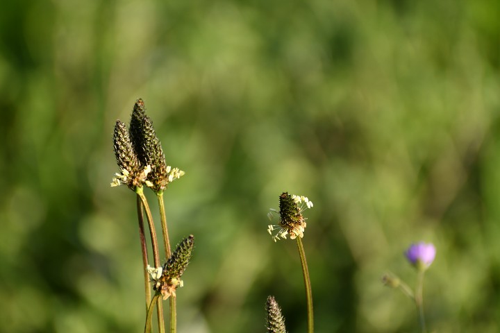 img00017.jpg