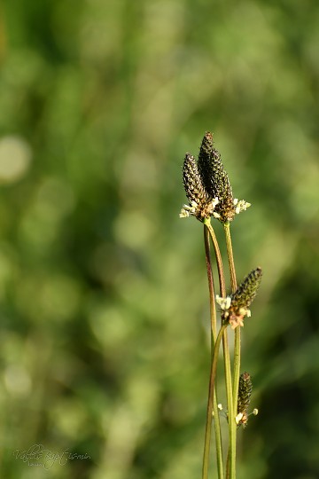 img00018.jpg