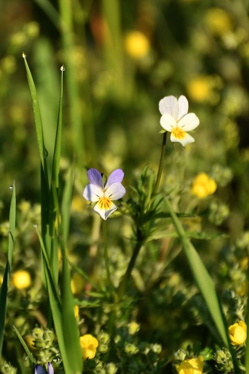 img00019.jpg