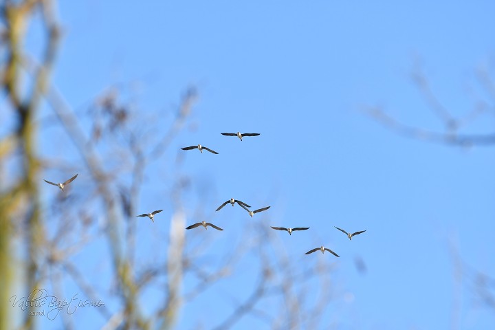 img00029.jpg