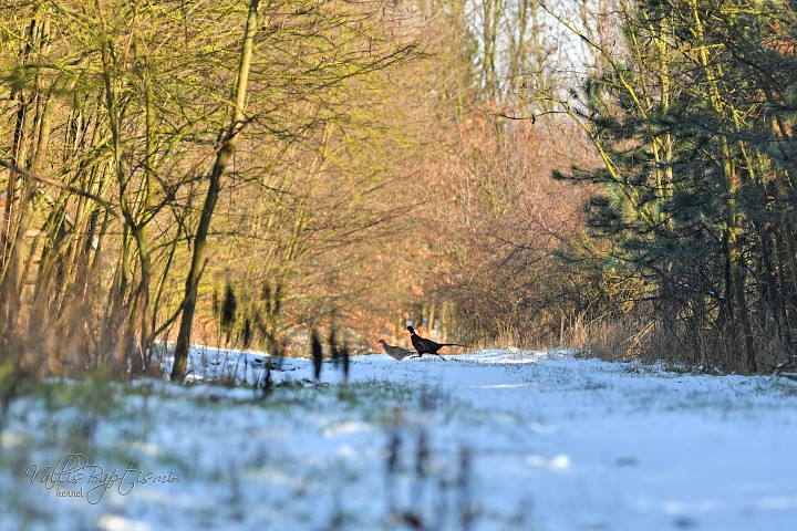 img00030.jpg