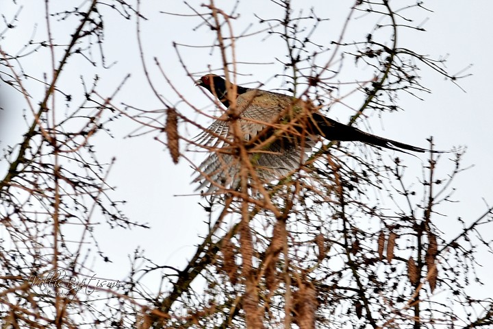 img00033.jpg