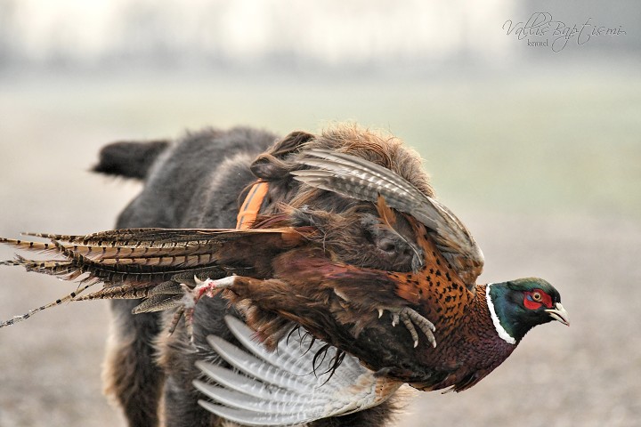img00010.jpg