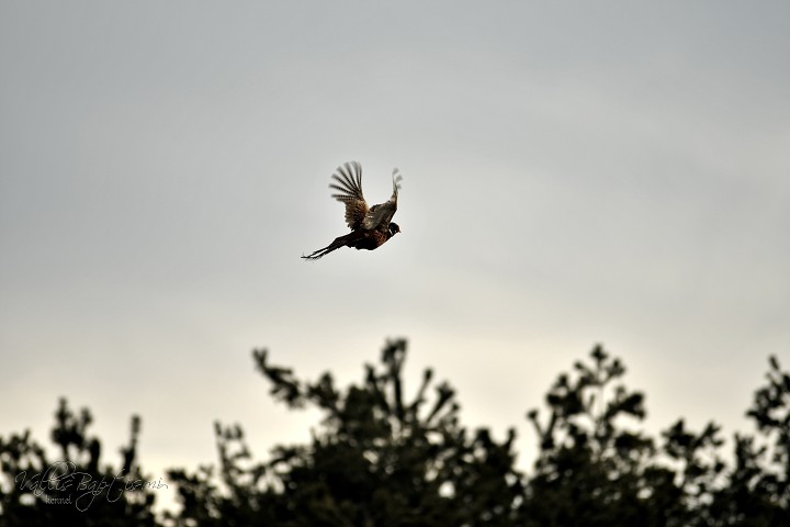 img00016.jpg