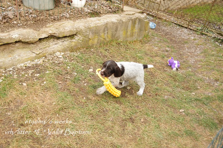 img00007.jpg