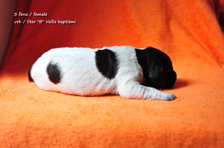 img00005.jpg