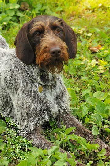 img00017.jpg