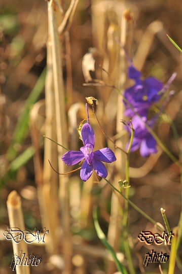 img00001.jpg