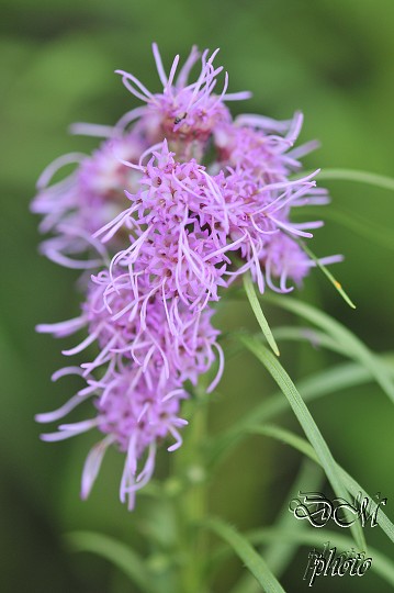 img00009.jpg