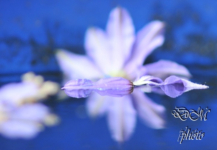 img00017.jpg