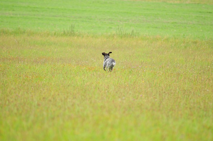 img00041.jpg