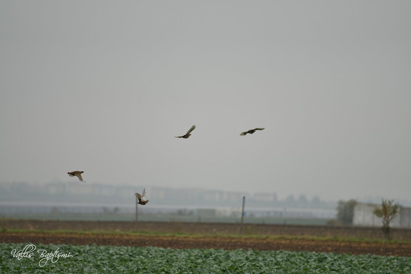 img00032.jpg