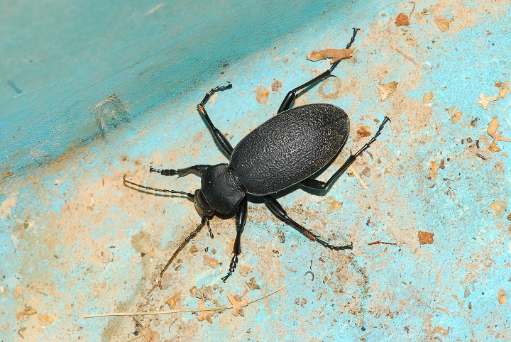 img00003.jpg