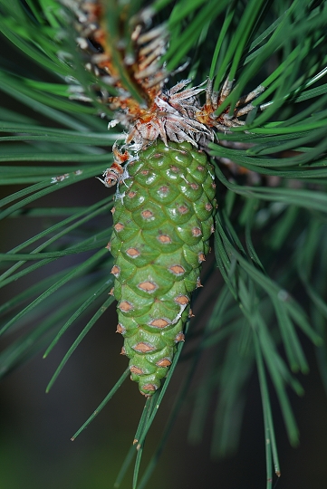 img00008.jpg