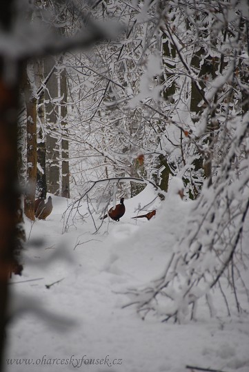 img00008.jpg