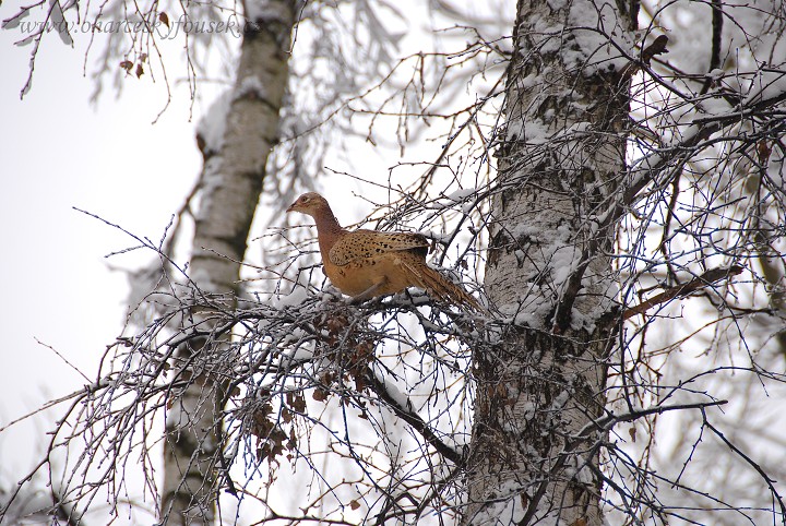 img00023.jpg