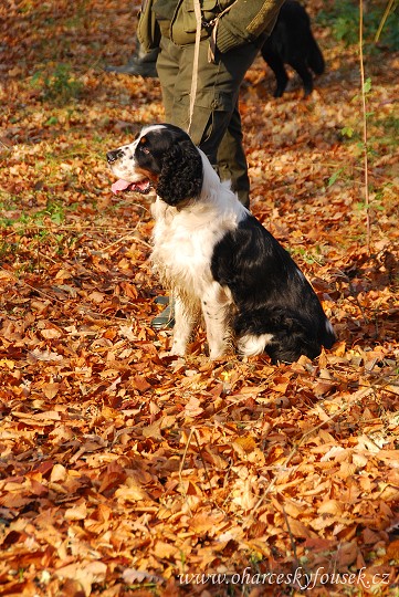 img00038.jpg