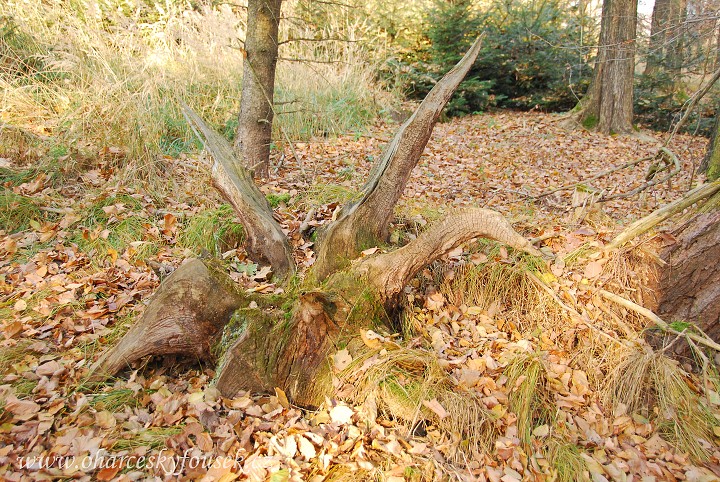 img00072.jpg