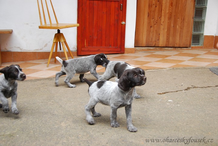 img00019.jpg