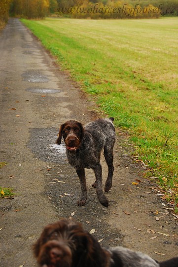 img00009.jpg