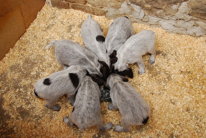 img00004.jpg