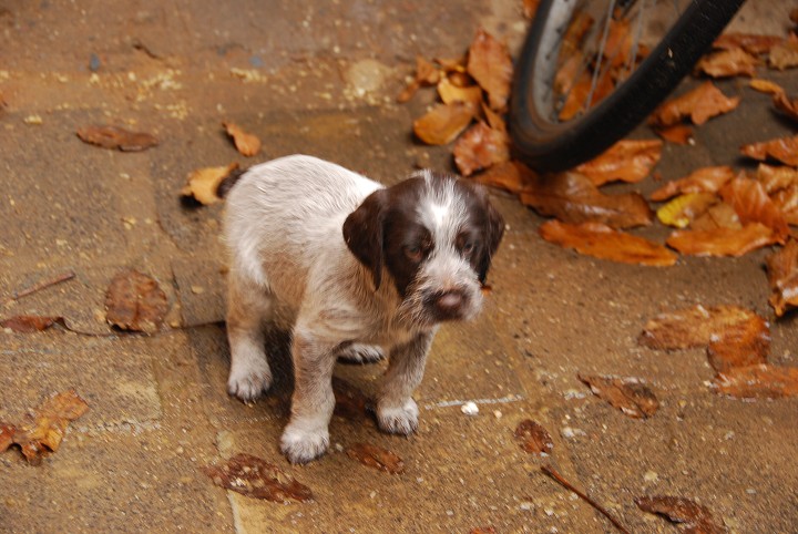 img00009.jpg