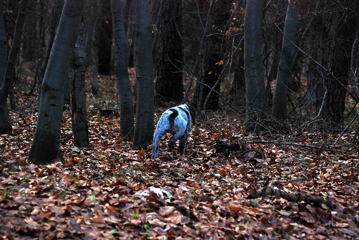 img00015.jpg