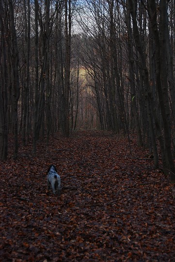 img00017.jpg