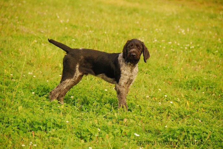 img00008.jpg