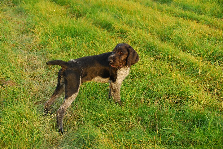 img00015.jpg