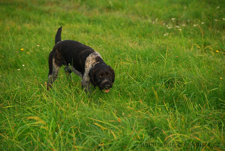 img00016.jpg