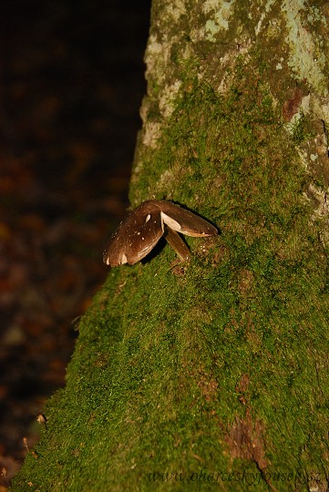img00026.jpg