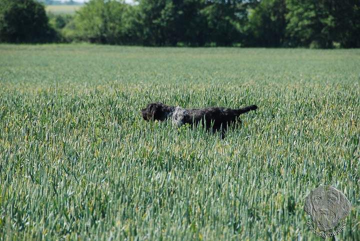 img00029.jpg