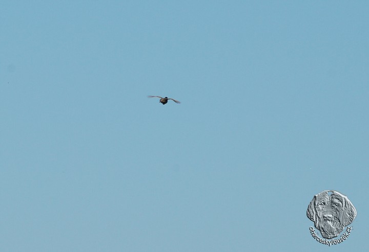 img00031.jpg