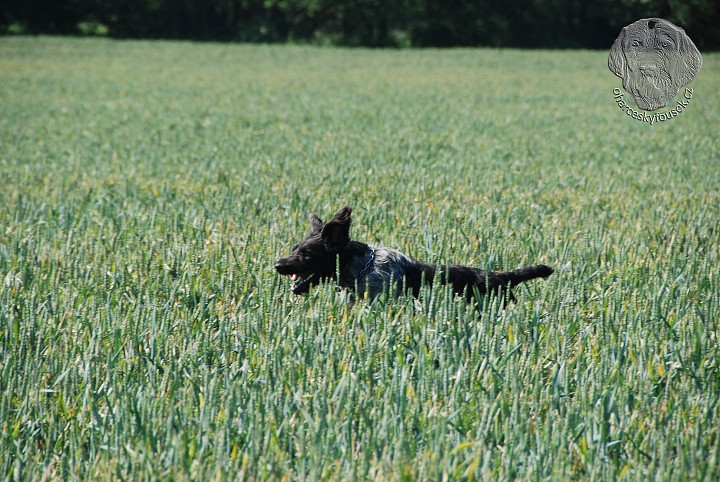 img00033.jpg