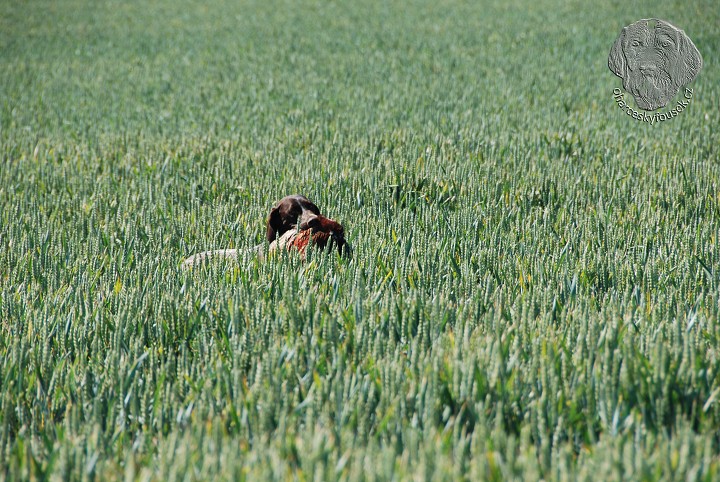 img00037.jpg