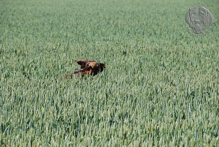 img00047.jpg