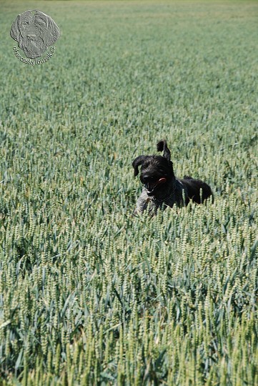 img00059.jpg
