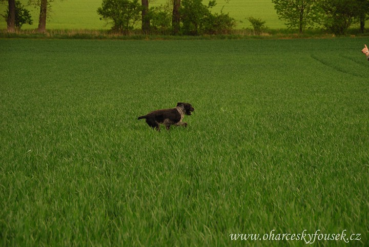 img00037.jpg