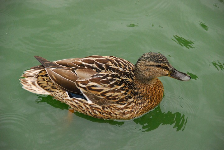img00002.jpg