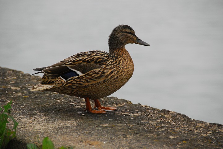 img00003.jpg