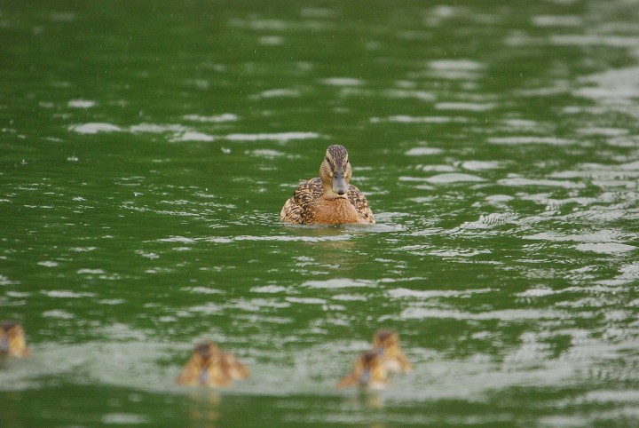 img00032.jpg